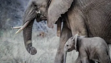 Canva – Two Gray Elephants_edited