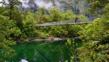 NZ jungle