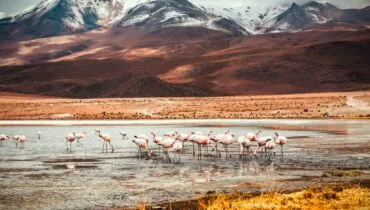 Flamingo Lake, Bolivia
