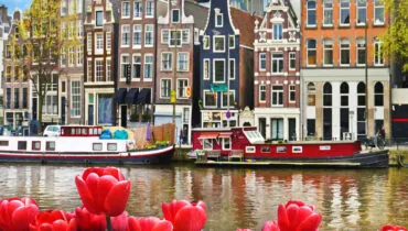 Beautiful landscape with tulips and houses in Amsterdam, Holland