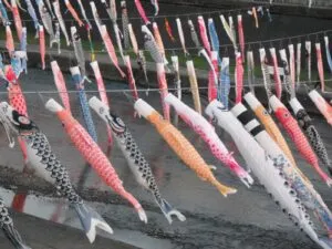 Japon poissons spring-year