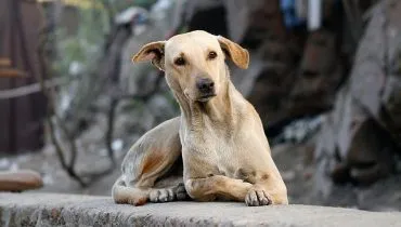 Envoi-Colombie-chien-rue-AFS