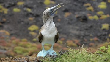 Equateur-Galapagos-fou-à-pieds-bleus
