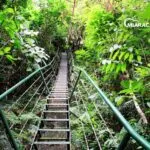 photo de promotion du volontariat en forêt au paraguay