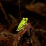grenouille dans la foret tropicale