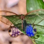 papillon sur une feuille
