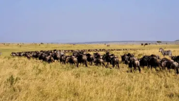 The Great Migration