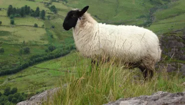 ireland sheep