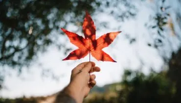 country-canada-silvestri-matteo-175762-unsplash