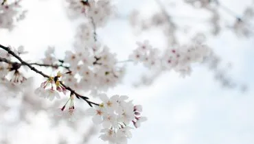 ELL85_taoyakaniyurerusakura20130328