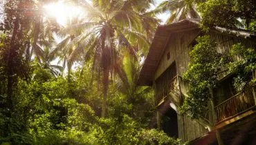 tropical-5066204
