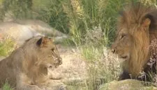 lion