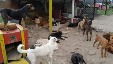 Frederik_hunde