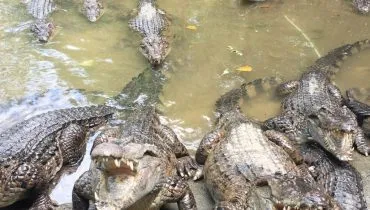 krokodillen-filipijnen2