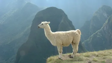 santuario animal