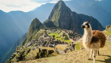 Lama And Machu Picchu