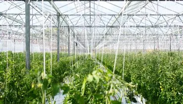 agricultura