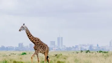 Jirafa, Skyline Nairobi, Kenia