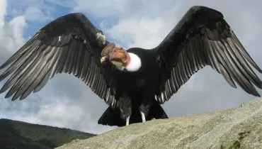 Andean Condor