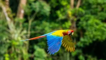 Papagayo de Centroamérica