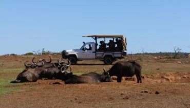south_africa_safari